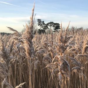 frosty December reed-heads