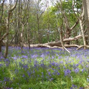 bluebell wood, Southwold