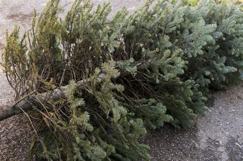 We're recycling Christmas trees! 11-12th January