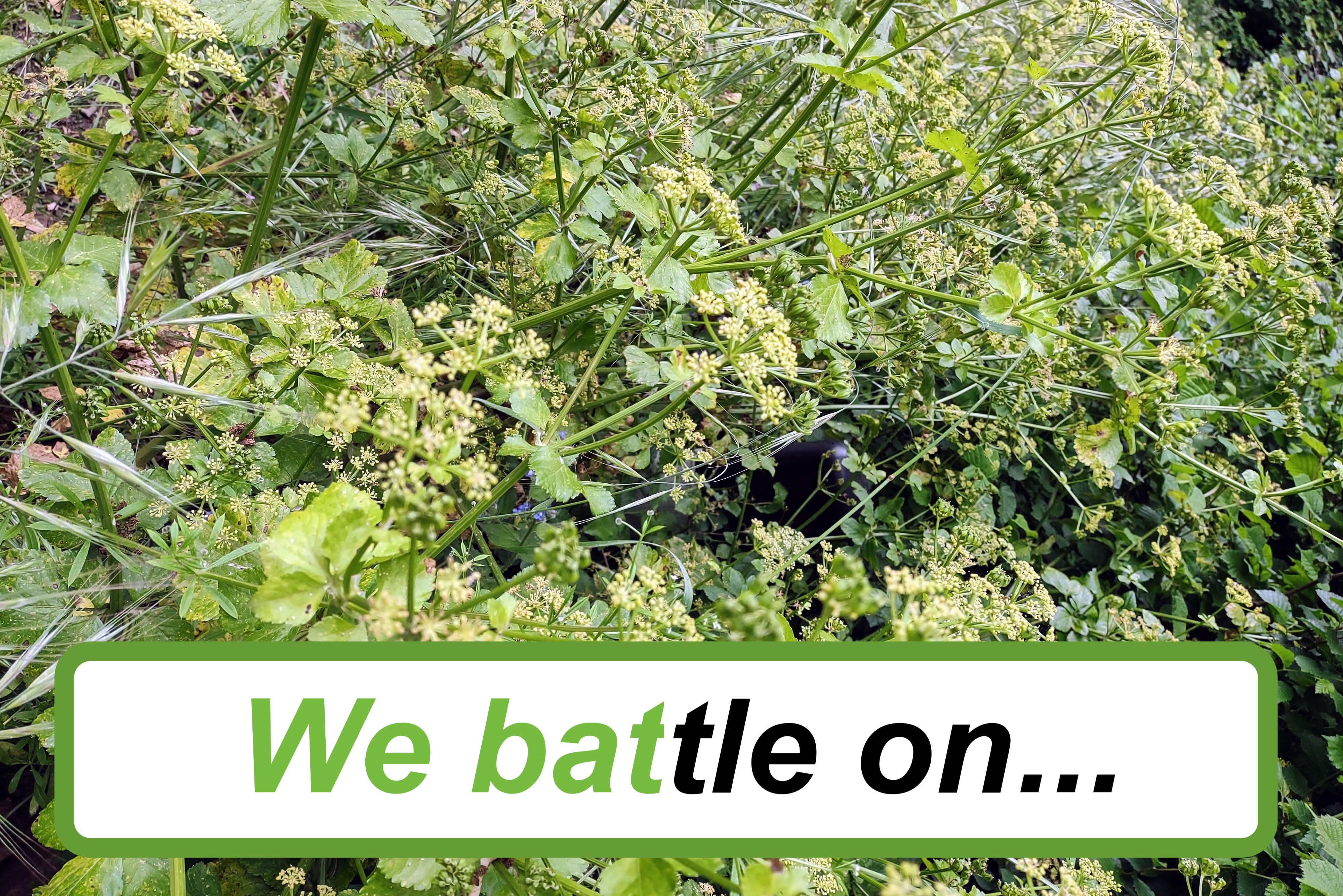 Save our verges from 'The Invasion of the Alexanders'!