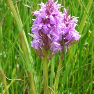 Snape Marshes orchid meadow