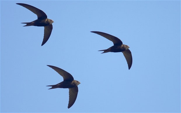 190210 swifts in flight