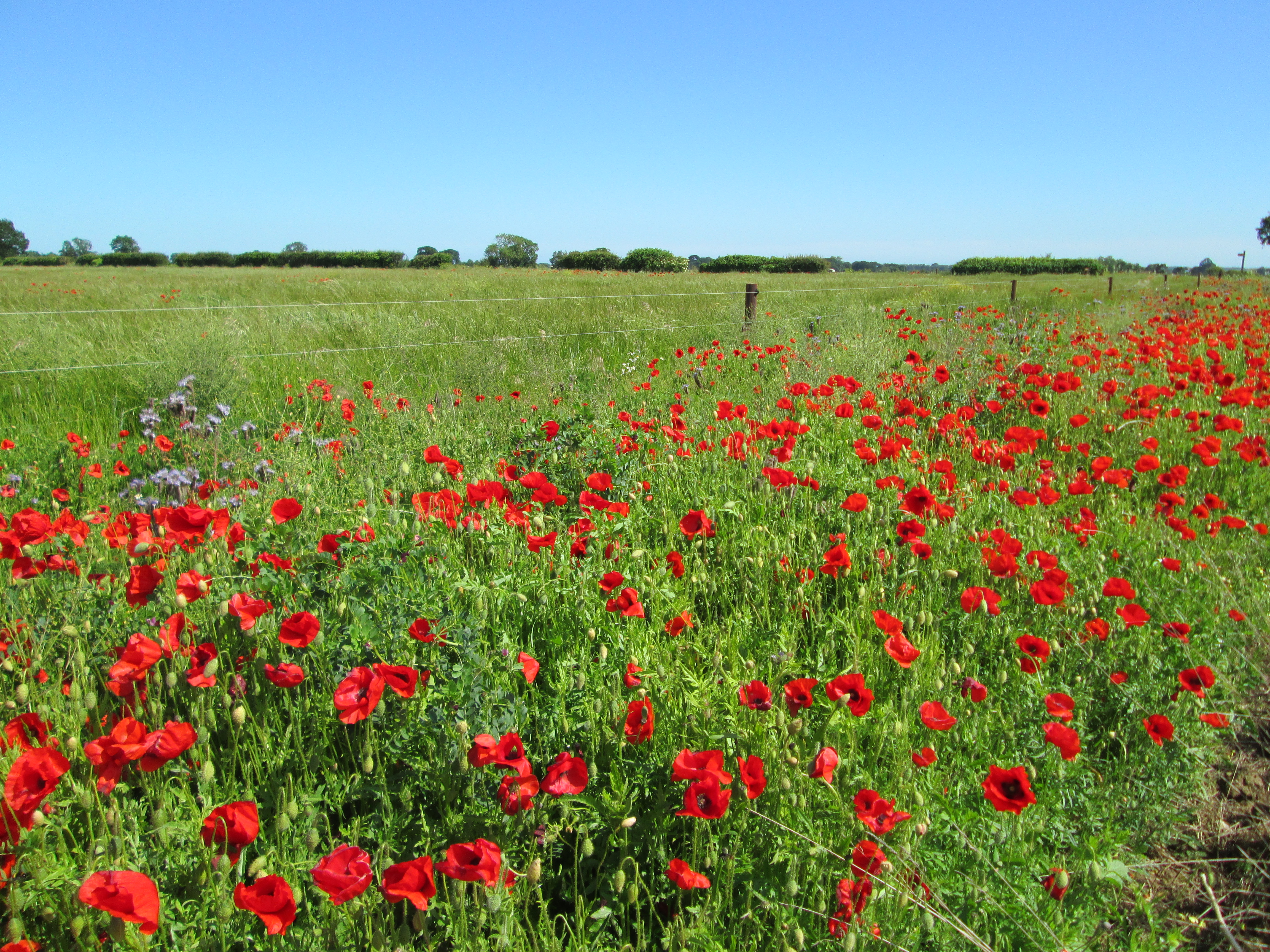 Save our wildflowers