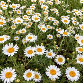 oxeye daisies