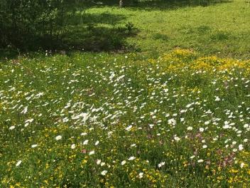 summer flowers at Priory Wood IMG 2941