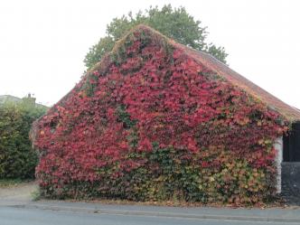 Autumn at Hudsons Mill IMG 6032