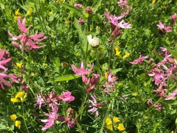 2107 PW mini meadow IMG 2935 4x3