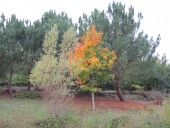 Autumn at Priory Wood IMG 6046