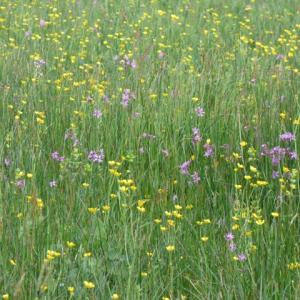 Darsham: ragged robin and meadow buttercups