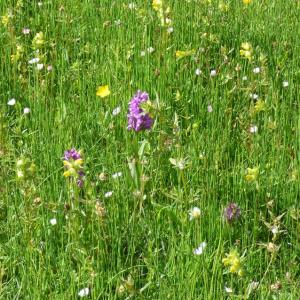 Darsham: yellow rattle and southern marsh orchids