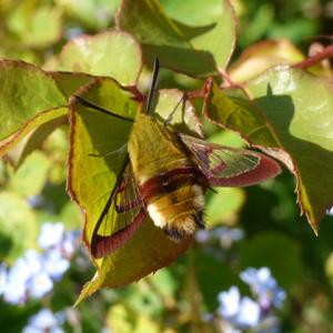 broad bordered bee hawk moth