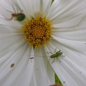 spider in cosmea flower