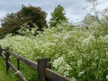 230522 2 cow parsley at Eastbridge