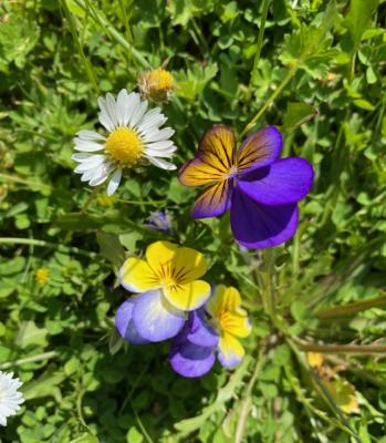230522 0 Petersfield field pansies