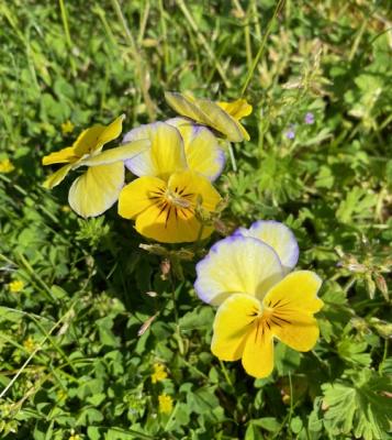 230522 1 Petersfield field pansies