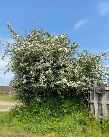 230522 6 hawthorn at Dunwich Heath