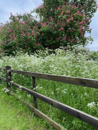 230522 3 horse chestnuts at Eastbridge