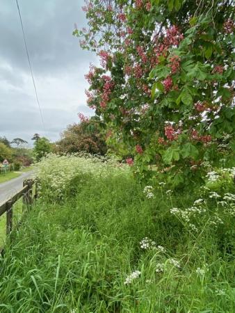 230522 4 horse chestnuts at Eastbridge