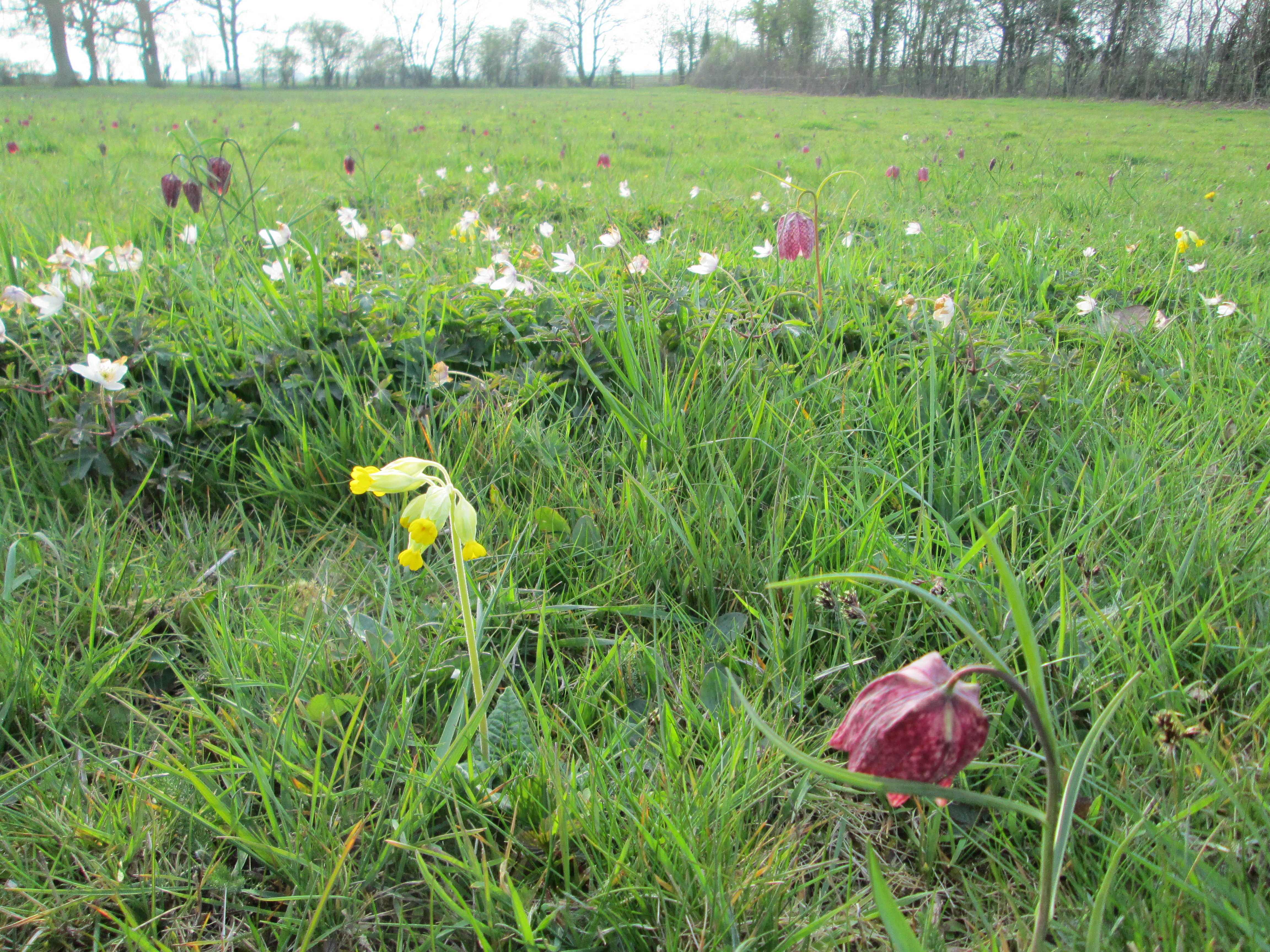 Snape Church Wild Flower Project