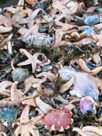 dead starfish