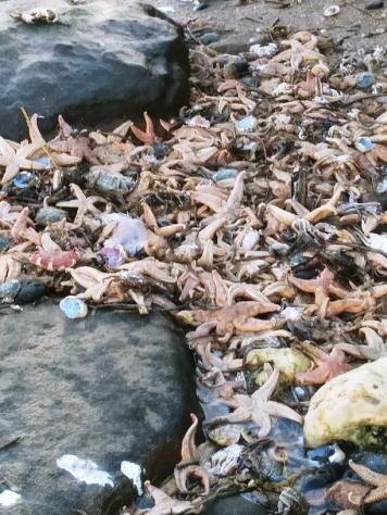 starfish1