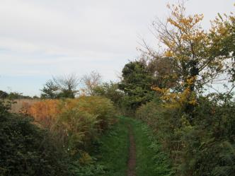 Autumn on Guildings Lane IMG 6034