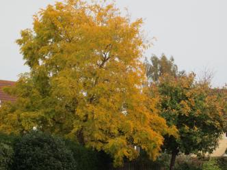 Autumn on Saxonfields IMG 6033