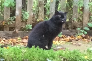 Recognise this poor, manky-eyed cat?