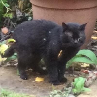 241126 Cundle Green black cats manky eye sq