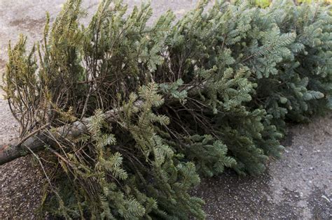 We're recycling Xmas trees! 9th-10th January