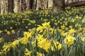 daffodils