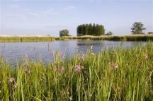RSPB Minsmere