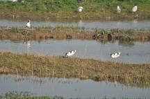 RSPB avocets